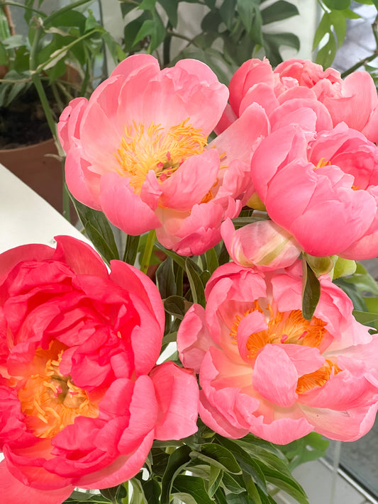 Flower of the Week: The Peony – A Seasonal Favourite in Canberra